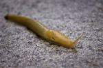 banana slug