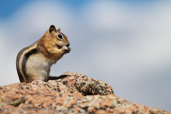 Chipmunk_on_Rock_Eating