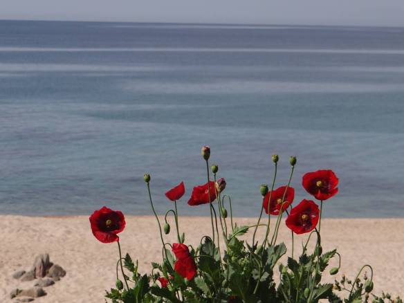 Flower porto pollo Mahckep